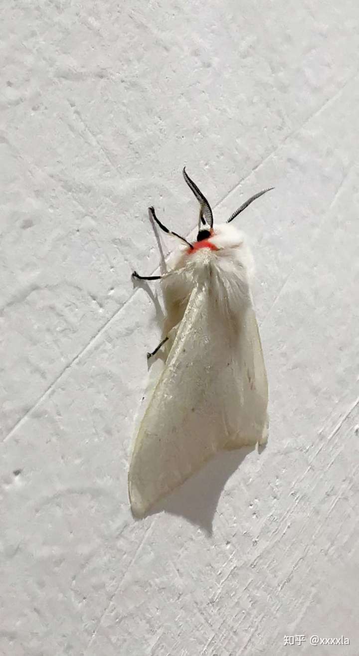 1 人赞同了该回答 根据腹部的纹路, 和粉红色, 应该是污灯蛾属的蛾子.