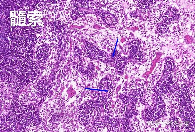 组胚实验图免疫系统