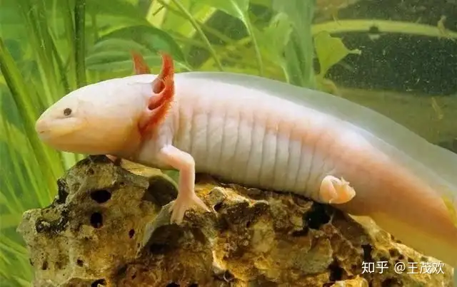 六角恐龙随处可见 幼童都能拥有一只当宠物 可它竟是濒危动物 知乎