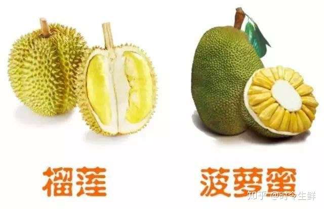 菠萝蜜与榴莲的区别