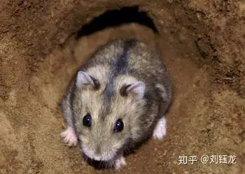 黑线毛足鼠phodopussungorus