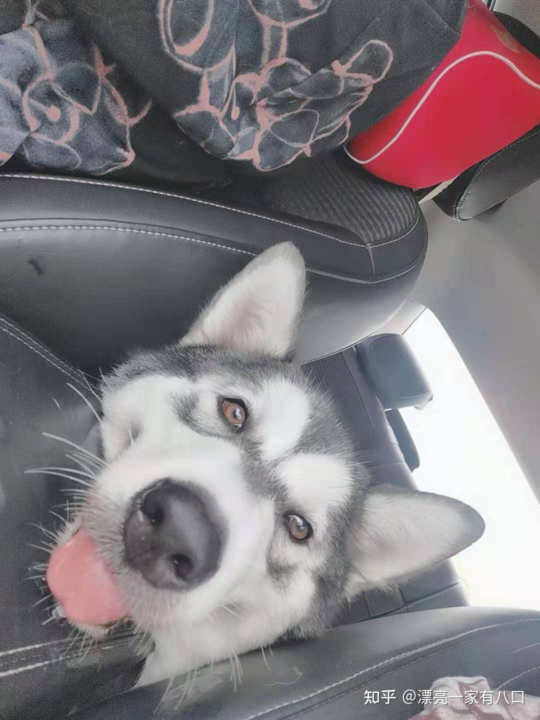 陪狗狗做的一百件小事 上 知乎