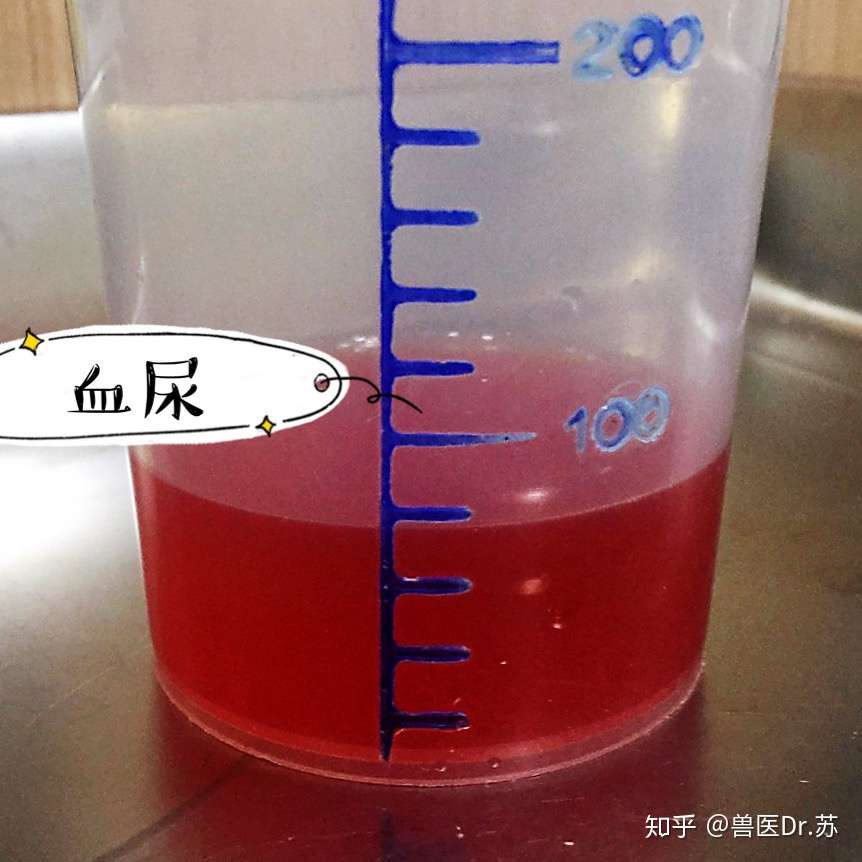 简单的排尿 对猫咪来说可是大事 知乎