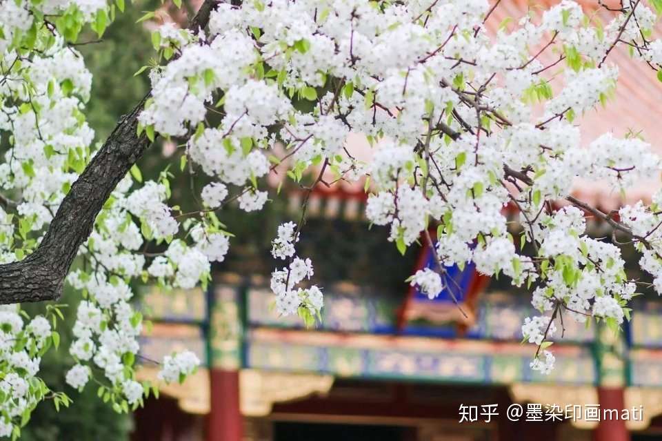 春日拍花背景如何处理 学会这6招 拍花更有诗意 知乎