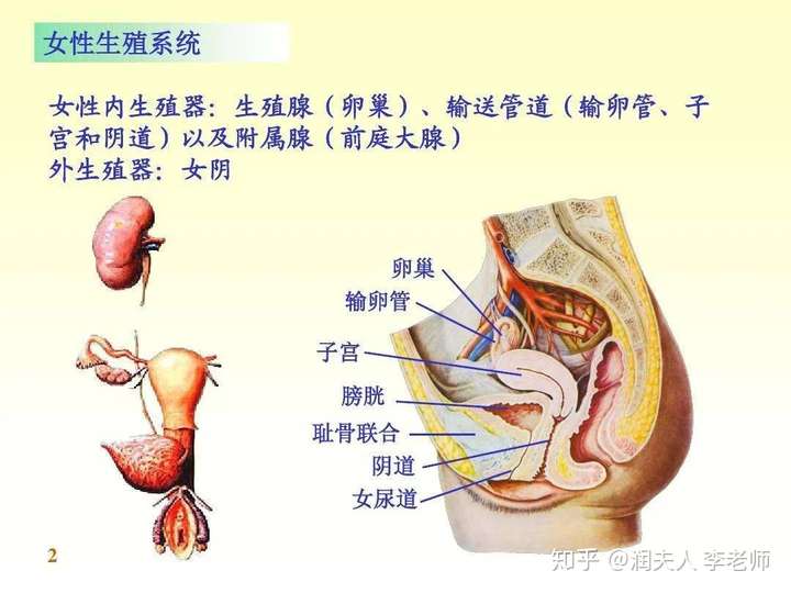 私密人体下面图片