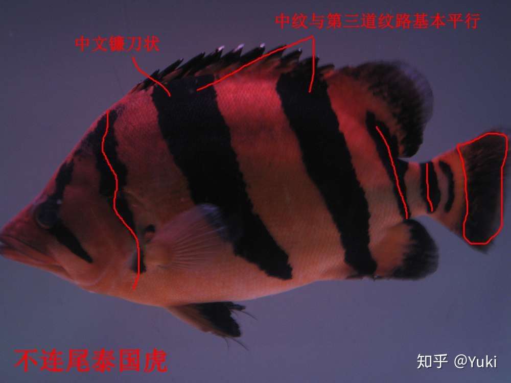龙巅鱼邻谈 超详细的泰虎 印尼虎 越南虎解说来了 知乎