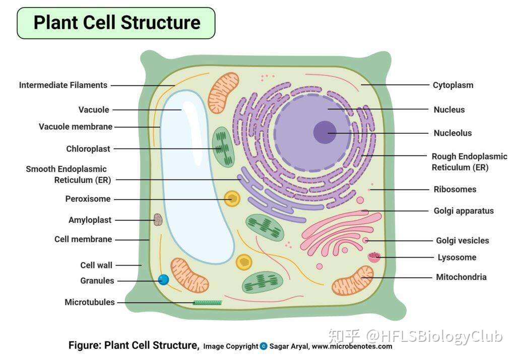 国际生物 细胞结构cell Structure 1 0 知乎