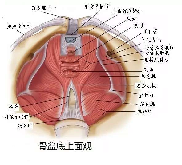 久坐如何避免尾椎疼
