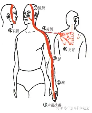 连载《黄帝内经·灵枢·经筋第十三》-手阳明之筋