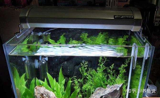 你的鱼缸还在24小时开着灯吗 小心别把灯烧坏了 观赏鱼也照死 知乎