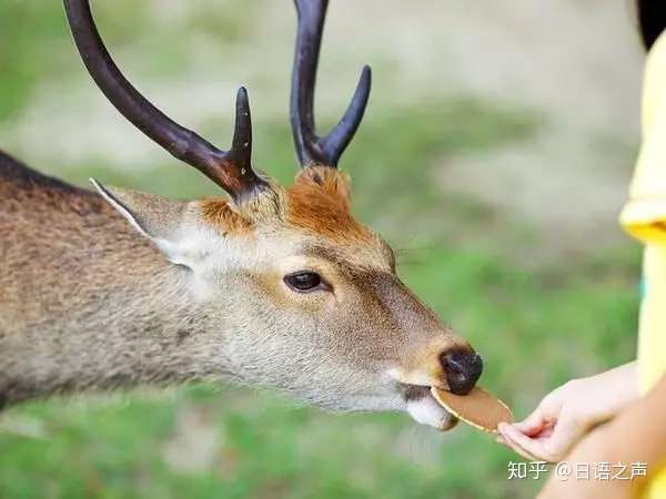 日本最前线 注意 前方奈良小鹿出没 知乎