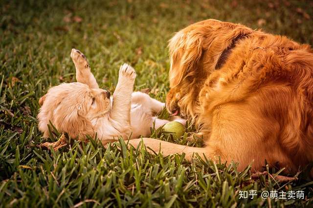 金毛幼犬训练几点建议捡屎官值得看看 知乎