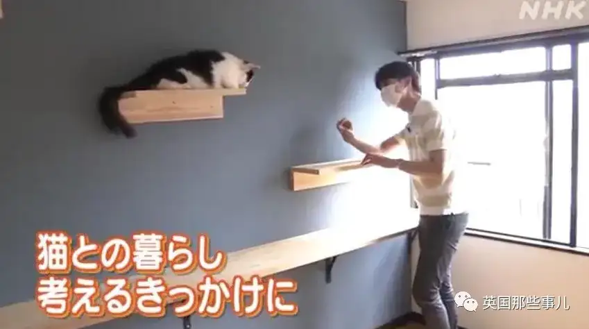 日本的 猫咪公寓 入住就送猫还教你养 我又可以了 知乎