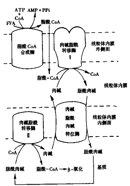 脂肪氧化分解需不需要糖的帮助?