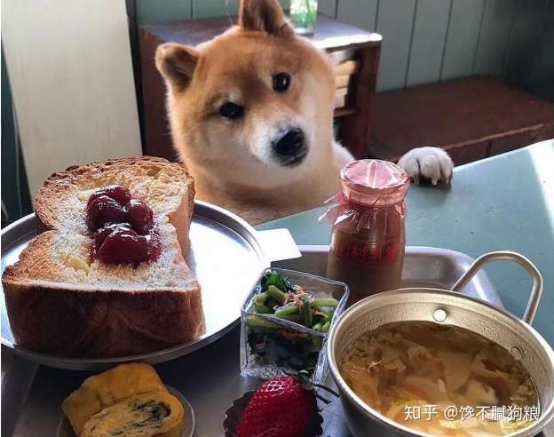 柴犬呕吐怎么办 柴犬呕吐的原因分析 知乎 柴犬呕吐怎么办 柴犬呕吐的原因分析 知乎