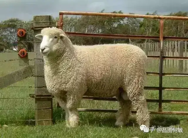 都知道养羊好 羊的品种你知多少 知乎