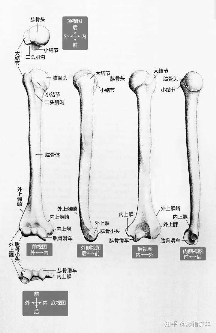 肱骨干解剖图图片