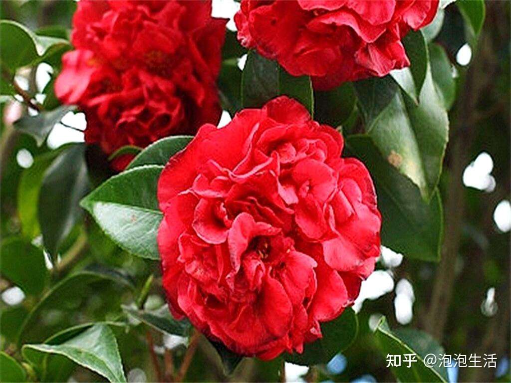 这个品种的花卉抗寒零下度 只要它一出 君子兰靠边站 知乎