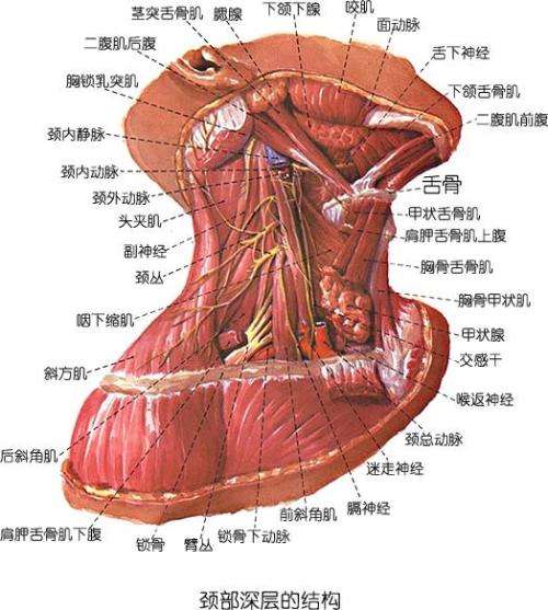 颞下颌关节紊乱病 临床检查 知乎