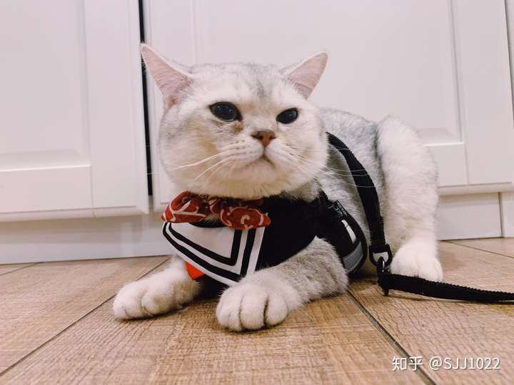 什么品种的猫粘人脾气好还好养