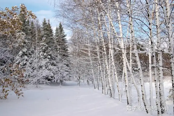 不看后悔（写雪的诗句）关于写雪的诗句古诗 第1张