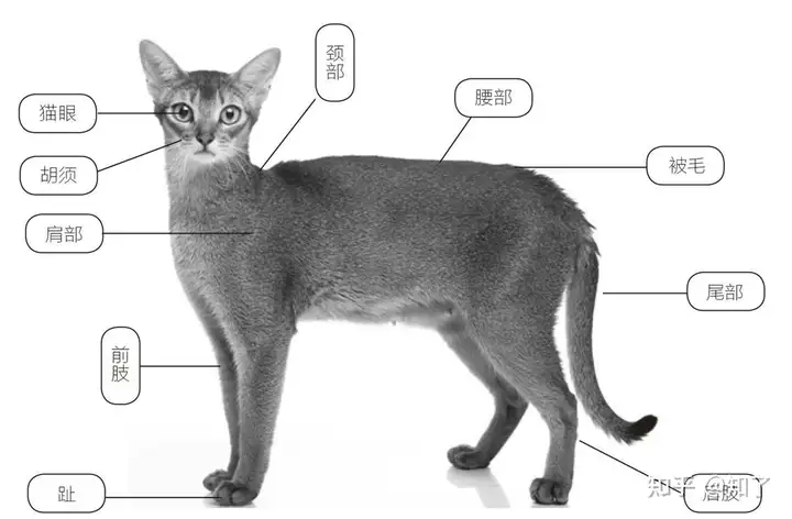 除了家猫，以下9种猫万万不要养！（猫分为哪几大类）