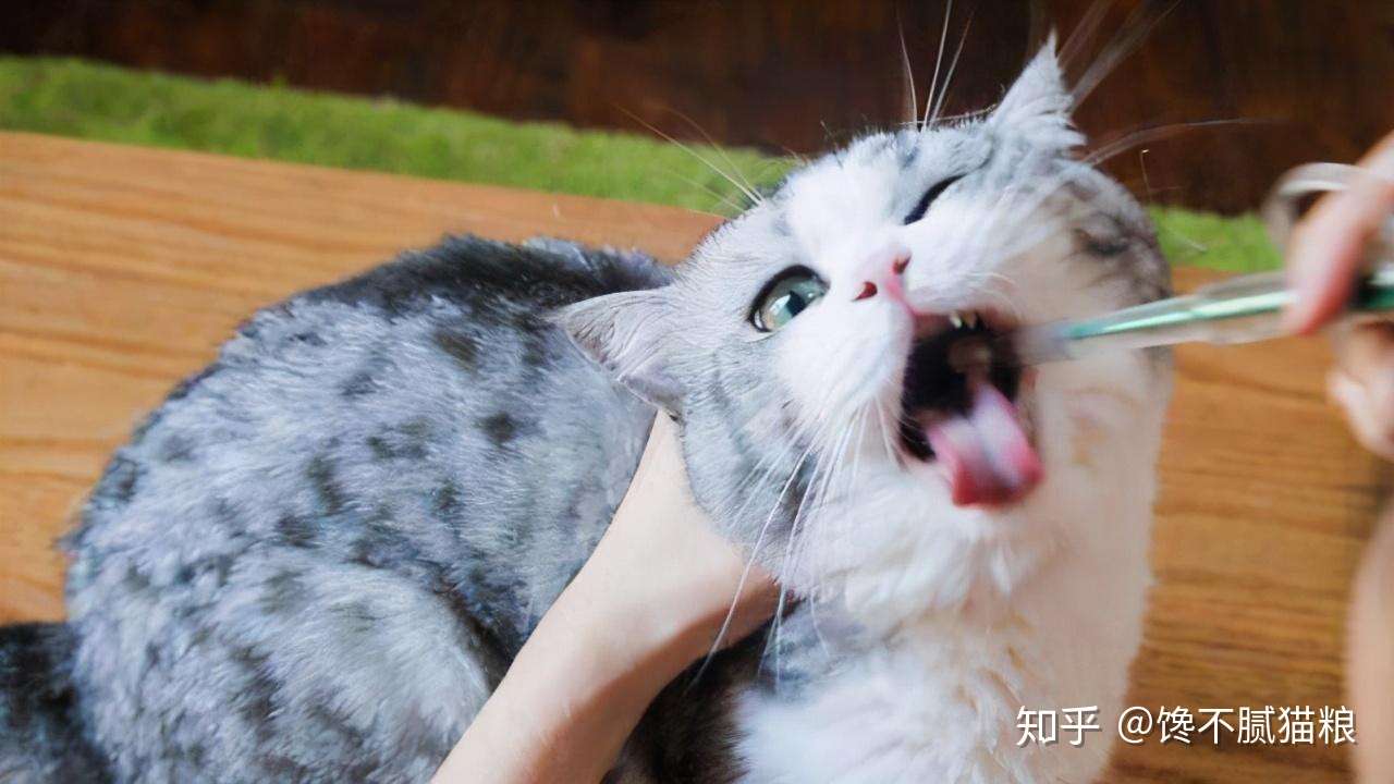 猫咪的这6种症状 说明肚子里已经爬满了 虫子 知乎