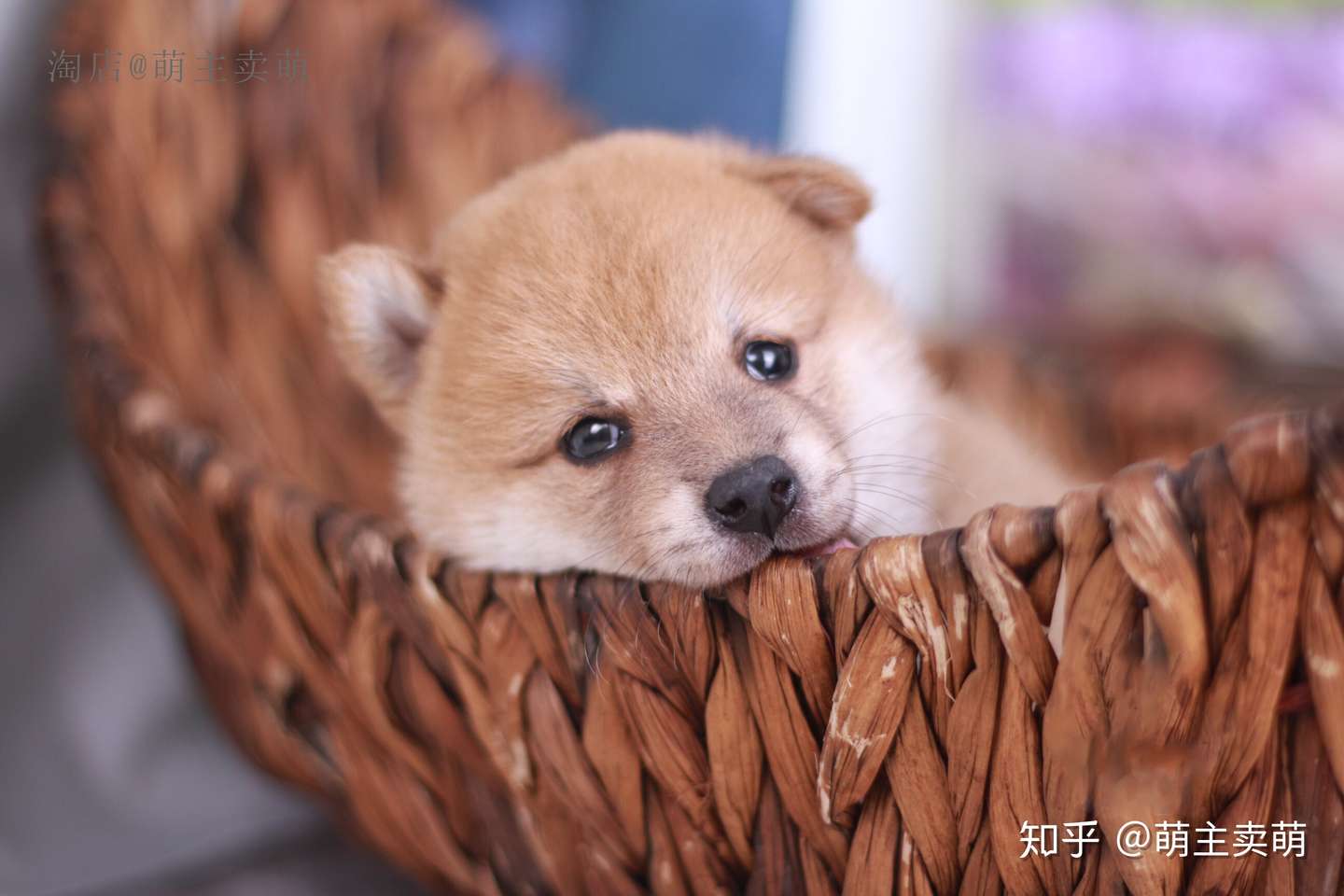 狗狗的成长过程幼年到成年你知道多少 知乎 狗狗的成长过程幼年到成年你知道多少 知乎