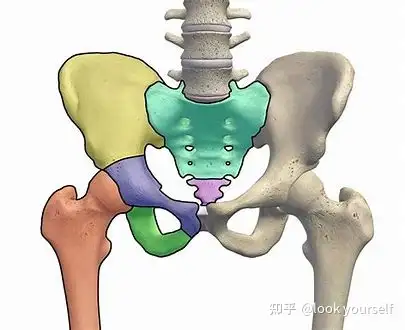 由三對雙側骨骼(恥骨,髂骨和坐骨)和兩個位於後方的骨骼(骶骨和尾骨)