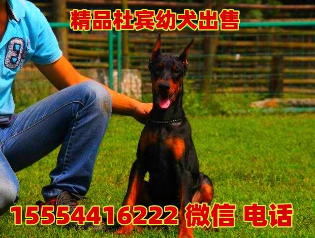 德系杜宾犬价格 美系杜宾犬多少钱 知乎