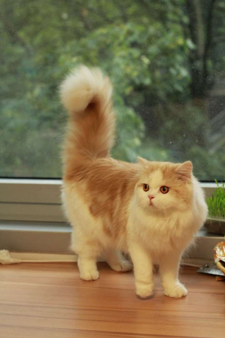 我家的猫是高地猫吗? - 知乎