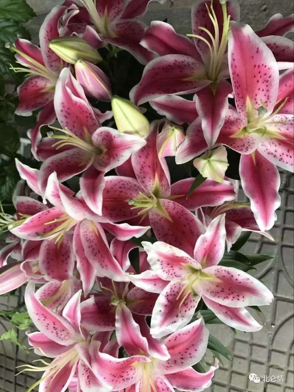 林梢一点风微起 吹作人间百合香 知乎