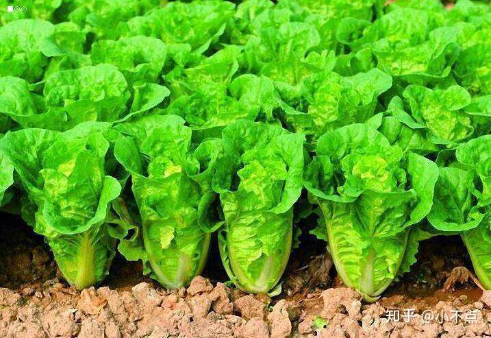 蔬菜生产技术基础知识 知乎