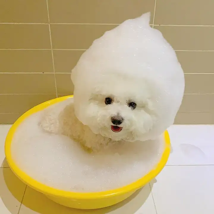 狗狗为什么不能每天洗澡？宠物隔多久洗一次最好？剃毛真的可以散热吗？(图6)