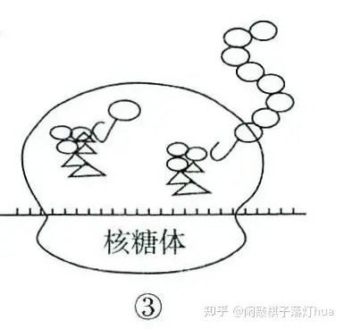 核糖体简图手画图片