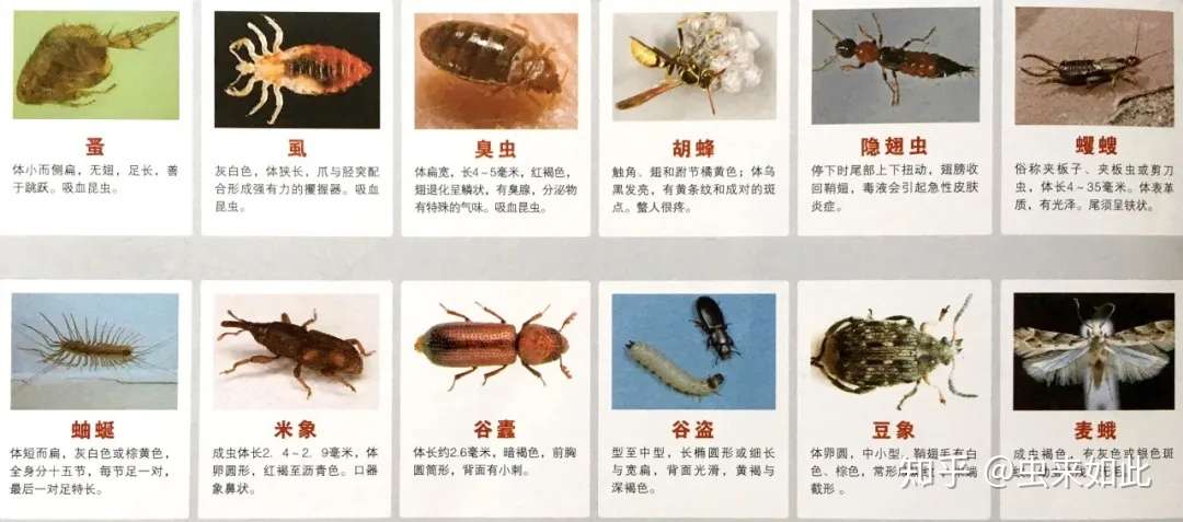 60种常见的有害生物图谱 知乎