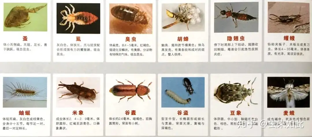 60种常见的有害生物图谱- 知乎