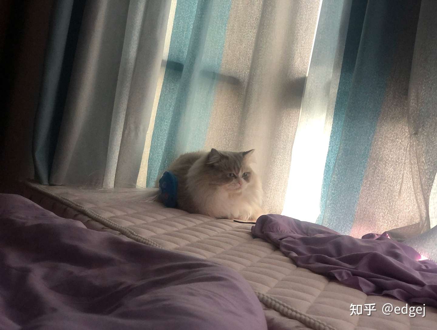 猫子 知乎