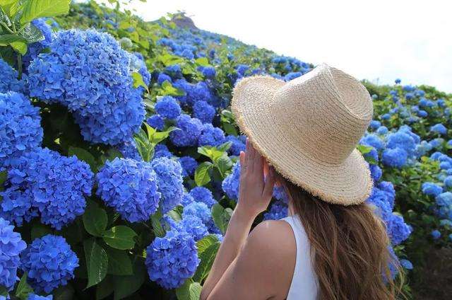 初夏限定 错过4月的樱花 雨季的紫阳花来了 知乎