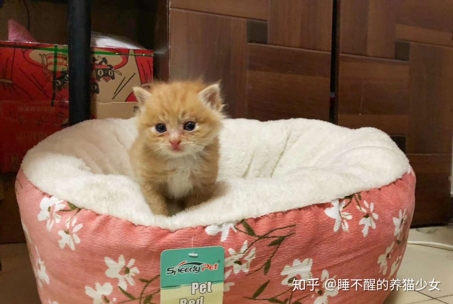 大概再也不会养奶猫了······ - 知乎