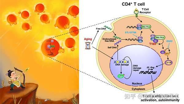 胎牛血清助力研究cd4 t细胞中新的dna 利于研究临床治疗衰老的自身免疫性疾病 知乎