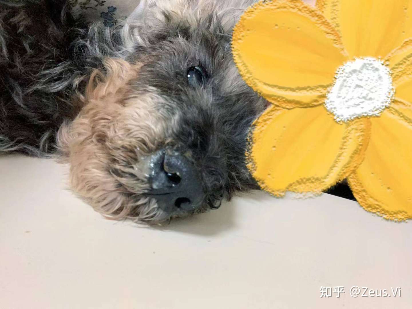 老年犬生病怎么办 15 岁老狗子 拔牙捡回一条狗命 知乎