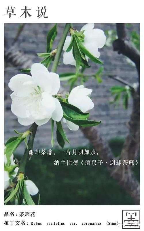 白色荼蘼花的花语图片