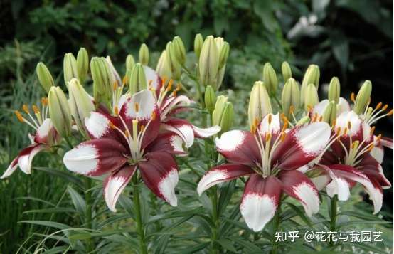 百合花怎么种植百合花的种植技巧和注意事项 知乎 百合花怎么种植百合花的种植技巧和注意事项 知乎