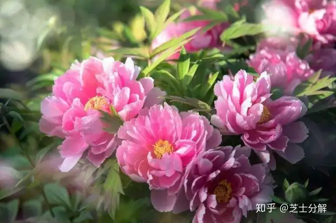 盘点世界各国国花 你最喜欢哪种 知乎