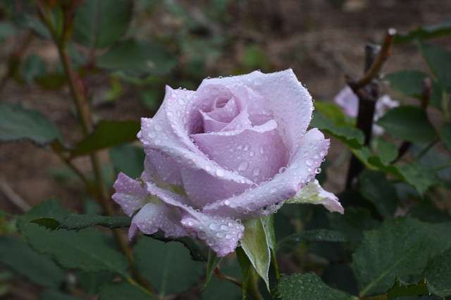 最爱紫玫瑰 优雅 高贵 从容 知乎