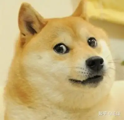 由于著名的《忠犬八公》,越来越多的人喜欢柴犬呆萌温柔的样子了.