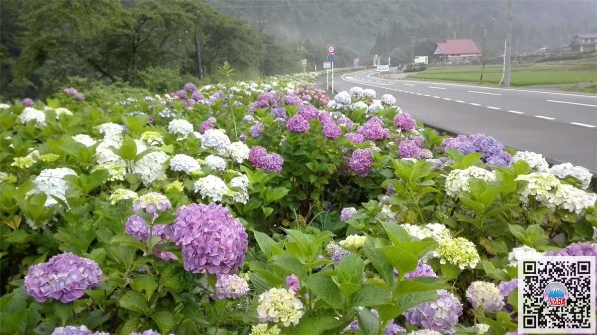 雨季的清新色彩 日本10大最美紫阳花名所 知乎