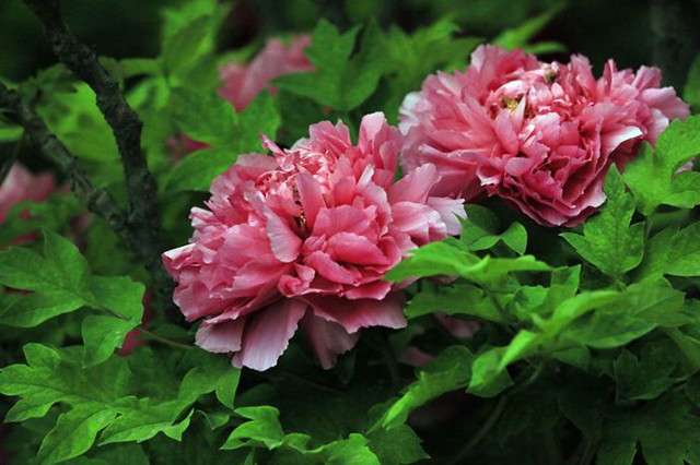 教你玩转牡丹的10大花型 每一种花型都各有特色 知乎