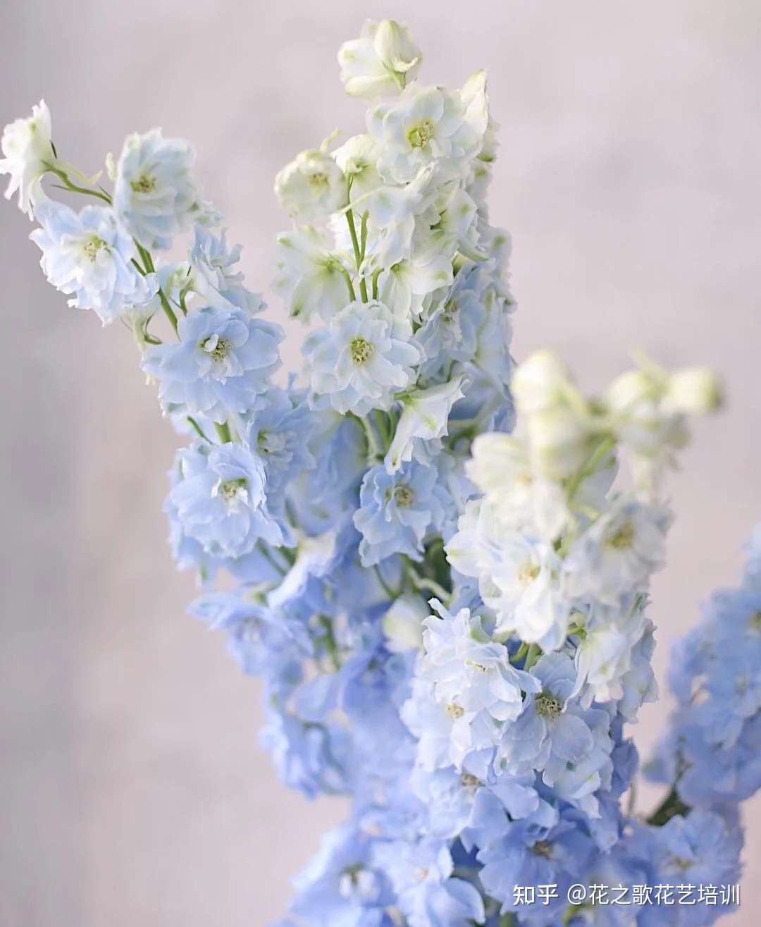 插花培训 飞燕草 打造花园里的 视觉盛宴 知乎